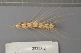 Click for 1 image(s) for this accession. Spike